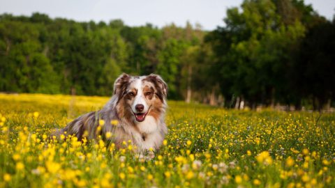 Antipulci naturali per cani, l’olio di neem è un rimedio efficace