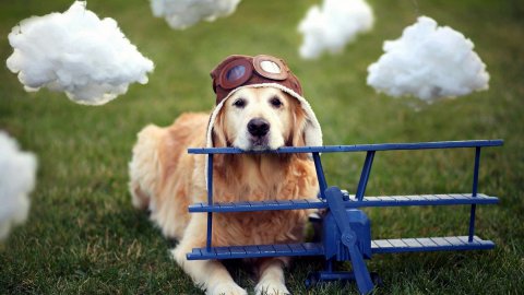 Cani in aereo, con Delta potranno viaggiare in cabina