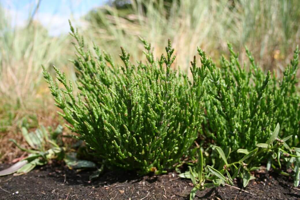 Salicornia-ovvero-asparago-di-mare