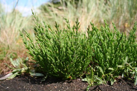 Salicornia, ovvero, asparago di mare