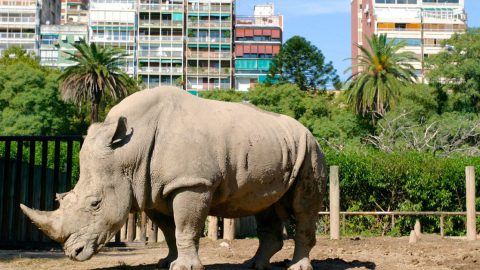 Chiude lo storico zoo di Buenos Aires, in arrivo il parco ecologico