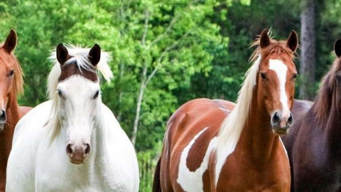Antiparissatari naturali per cavalli, come scegliere