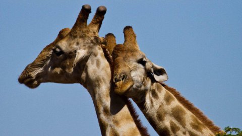 La società delle giraffe