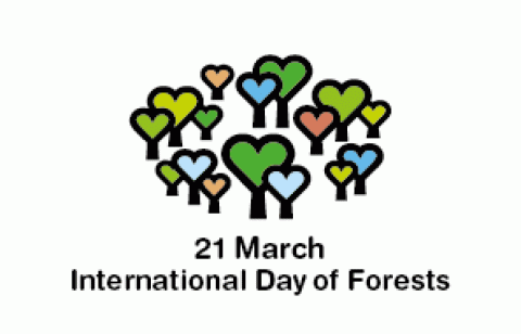 Giornata Internazionale delle Foreste 2013