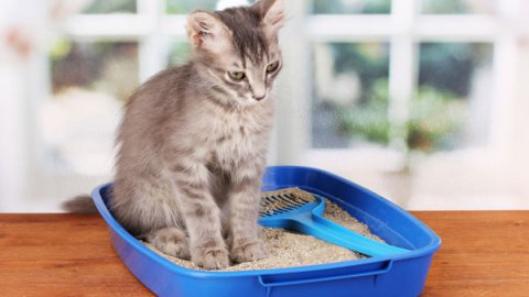 Sabbietta biodegrabile per gatti, un buon motivo per usarla