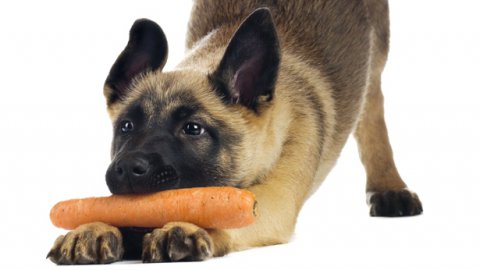 Alimentazione Vegana per Cani: un vantaggio per i nostri animali