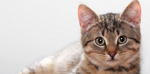 Problemi di stagione: come proteggere un gatto dalle pulci?