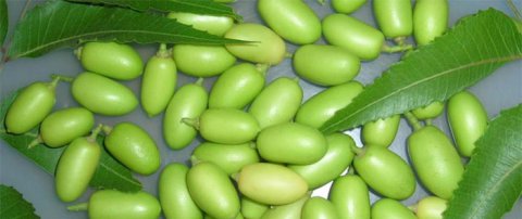 Scopriamo insieme le qualità e le proprietà dell’olio di neem