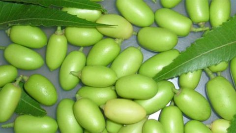 Scopriamo insieme le qualità e le proprietà dell’olio di neem