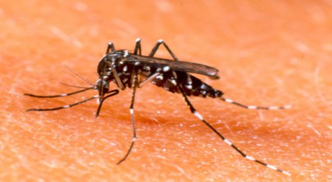 Esiste un repellente anti zanzare naturale?
