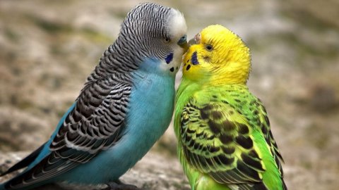 Gli uccelli profumati fanno più sesso