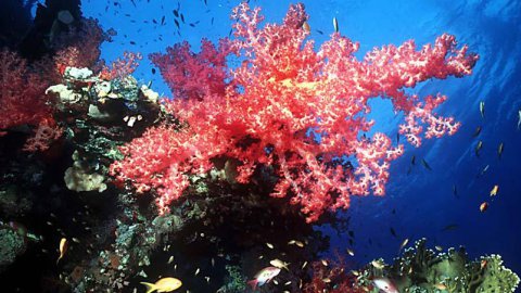 Creme solari salva coralli