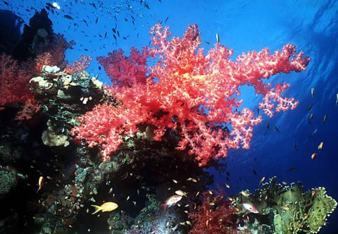 Creme solari salva coralli