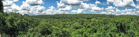 La foresta Amazzonica minacciata dalla siccità