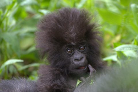 Baby gorilla naming ceremony