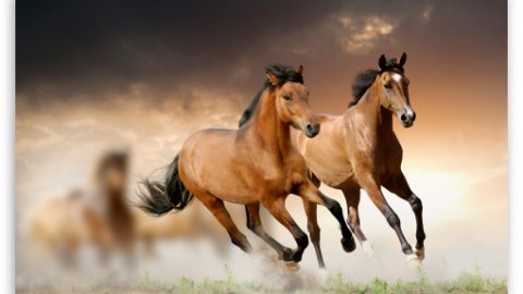 Quale antiparassitario per cavalli scegliere?