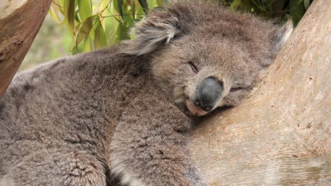 Koala in via d’estinzione
